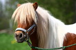 Shetland-Pony