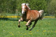 Haflinger im Galopp