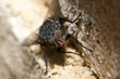 Mosca