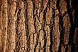Tree bark, macro textura, a background