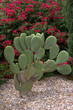 Prickly Pear Cactus w/ flowery background