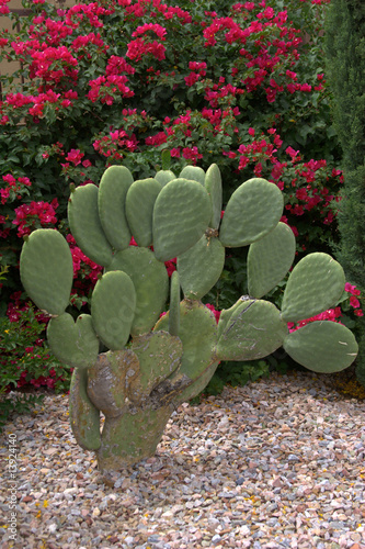 Photo: Prickly Pear Cactus w/ flowery background Prickly Pear Cactus w/ flowery background