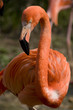Bright flamingo Close Up Portrait Bright flamingo Close Up Portrait