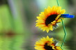 Sonnenblume