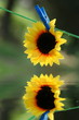 Sonnenblume