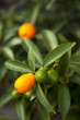 arbre fruitier