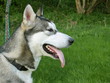 Husky