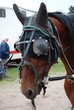cheval masque