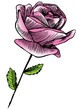 Rose Bloom Sketch Rose Bloom Sketch