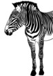 Zebra Zebra