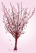 Cherry Tree Cherry Tree