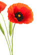 image d'un coquelicot sur un fond blanc, bouquet champêtre