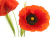 image d'un coquelicot sur un fond blanc, bouquet de fleurs
