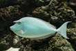 Unicorn Surgeonfish