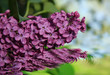 lilas mauve se reflétant