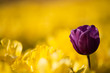 One purple tulip among row of yellow tulips One purple tulip among row of yellow tulips