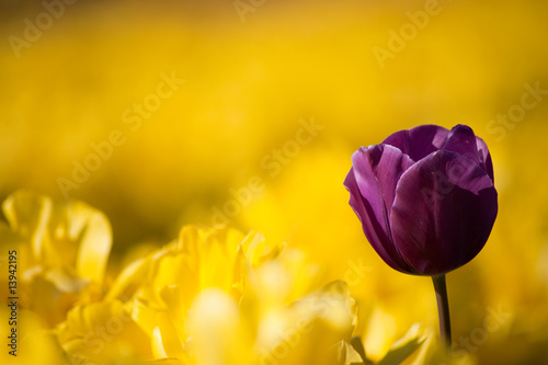 Photo: One purple tulip among row of yellow tulips One purple tulip among row of yellow tulips