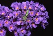 Green lynx spider sitting on butterfly bush