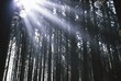 Sunbeams through silhouetted Pine trees