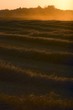 Harvested field