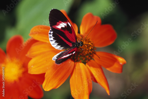 Photo: Butterfly on flower Butterfly on flower