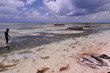 Poissons sur la plage à zanzibar
