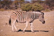 Zèbres  en namibie