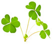 green clover isolated on a white background