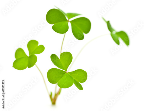 Photo: trèfle à 3 feuilles symbole de l'Irlande et de la Saint Patrick trèfle à 3 feuilles symbole de l'Irlande et de la Saint Patrick