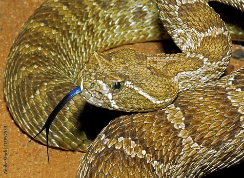 Photo: A prairie rattlesnake, Crotalus viridis, flicking it's tongue.. A prairie rattlesnake, Crotalus viridis, flicking it's tongue..