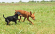 chienne pinscher et son chiot chienne pinscher et son chiot