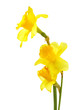 Yellow daffodils