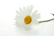 fleur des champs, marguerite fleur des champs, marguerite