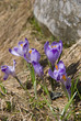 Crocus flower and a stone Crocus flower and a stone