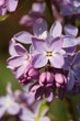 Lilafarbene Blüten - Flieder / Syringa [h]
