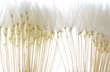 Photo: soft white dandelion seeds soft white dandelion seeds