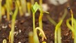 Growing plant. Timelapse hd video.
