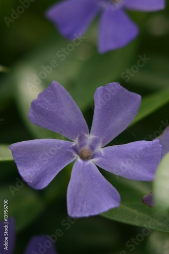Immergrün (Vinca) Blüte