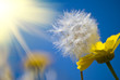 A Dandelion under the sun ray