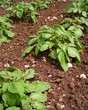 Rangées de pommes de terre