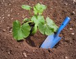 Plant de courgette Plant de courgette