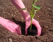Jardinage Jardinage