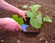 Plantation d'un plant de courgette Plantation d'un plant de courgette