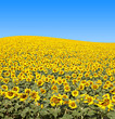 Sunflower Field