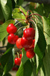 cerises cerises