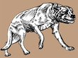 DIre Wolf DIre Wolf