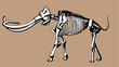 Mammoth Skeleton Mammoth Skeleton