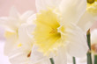 Close up of white daffodils