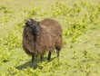 Black sheep (ovis aries)