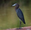 Little Blue Heron